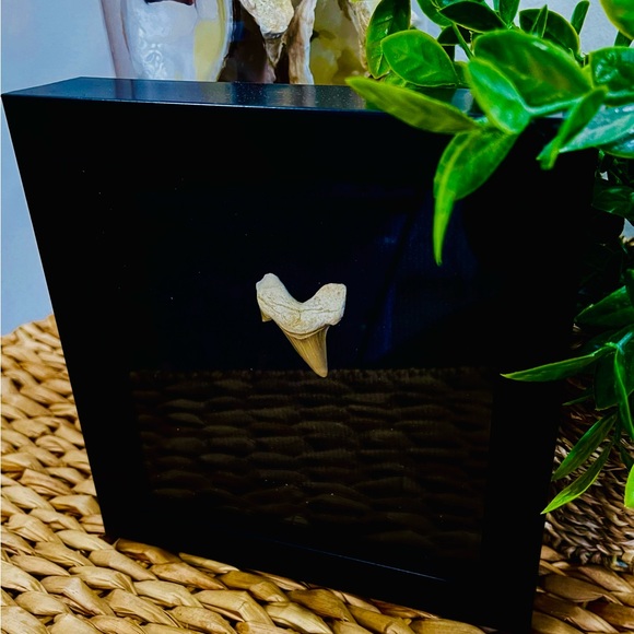 Fossil - Otodus Shark Tooth fossil wall art framed - Picture 2 of 6